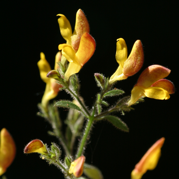 คำปอง Microtoena insuavis (Hance) Prain ex Briq.<br/>LAMIACEAE (LABIATAE)